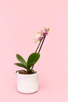 Orquidea mini de 1 vara con matera de cerámica blanca en internet