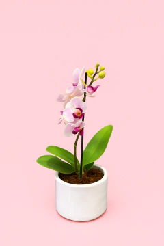 Orquidea mini de 1 vara con matera de cerámica blanca - Flor de Agua