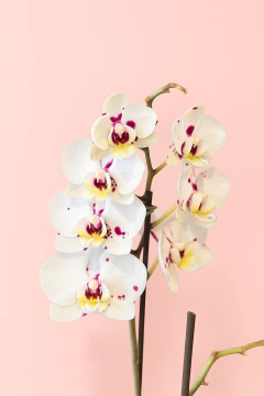 Orquídea Elite con matera blanca - Flor de Agua