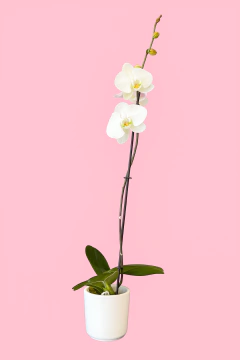 Orquídea grande premium con matera blanca - comprar en línea
