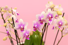 Diseño de orquideas medianas - Flor de Agua