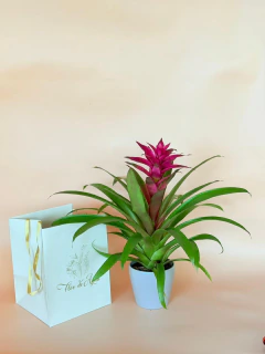 Bromelias Grandes con matera de ceramica - comprar en línea