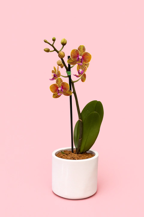 Orquidea mini de 1 vara con matera de cerámica blanca