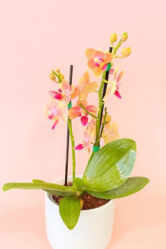 Orquídea Mini supreme con matera blanca de cerámica - tienda en línea
