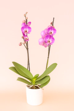 Orquídea grande Supreme 2 varas con matera - Flor de Agua