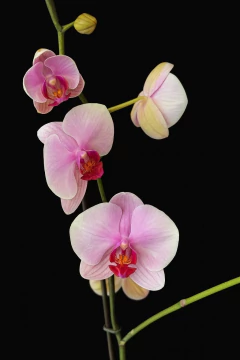 Imagen de Orquídea grande de 2 varas en base bosque de lujo