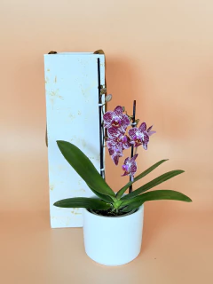 Orquídea mediana de 2 varas en maceta blanca