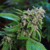 OG 324 - Silver River Seeds - 5 SEMILLAS