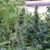 OG 324 - Silver River Seeds - 5 SEMILLAS en internet