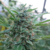 9001 - Kame Seeds - 3 SEMILLAS