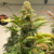 Egipto - Indian Seeds - 6 SEMILLAS