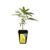 Choco OG - 1439