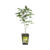 Phantom Ice - Mamua Seeds