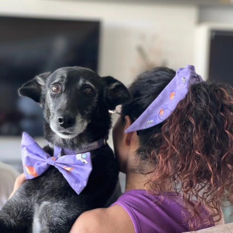 Combo Mama Perruna: Collar con QR de identificación + Moño + Scrunchy