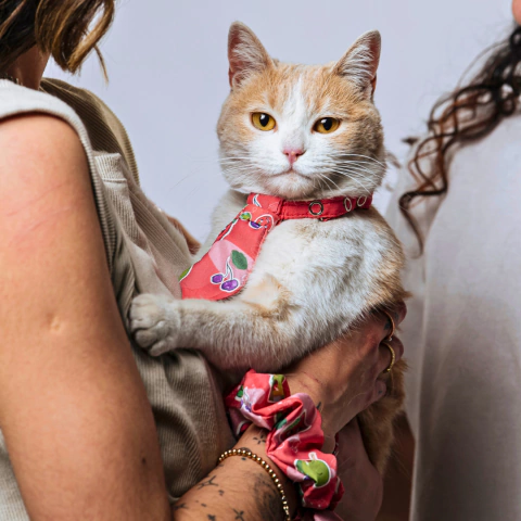 Combo Refinado: Collar con QR de identificación + Corbatín para Gatitos - comprar online