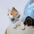 Combo Elegante para Gatitos: Collar con QR de identificación + Moño - comprar online