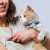Combo Elegante para Gatitos: Collar con QR de identificación + Moño en internet