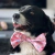 Combo Elegante para perritos Collar con QR + Moño con diseño - comprar online