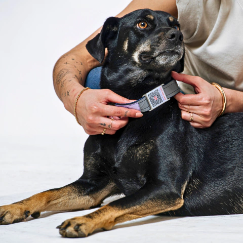 Collar para perros con QR de identificacion - Diseños Lisos - comprar online