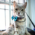 Combo Guapetón para Gatitos - Collar + Moño: Pollitos - comprar online