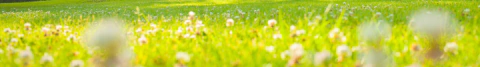 Banner de la categoría Especialmente para Gatos