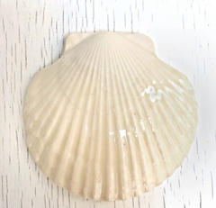 Platito Shell - buy online