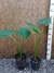 ALOCASIA