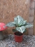 APHELANDRA