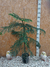 ARAUCARIA