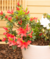 AZALEA DE JARDIN - comprar online