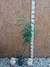 BIGNONIA CAPENSIS
