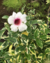 BIGNONIA VARIEGADA ROSADA - comprar online