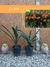 CLIVIA