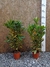 CROTON NEVADO