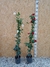 DIPLADENIA