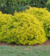 DURANTA en internet