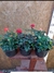 MINI ROSAS