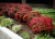 Nandina - comprar online