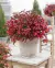 Nandina en internet
