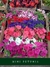 Imagen de Cajón x24 Plantines de flores a elección