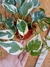 POTHUS BLANCO - comprar online