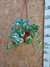 POTHUS BLANCO