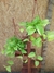 POTHUS LEMON