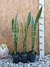 SANSEVIERIA