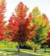 LIQUIDAMBAR - comprar online