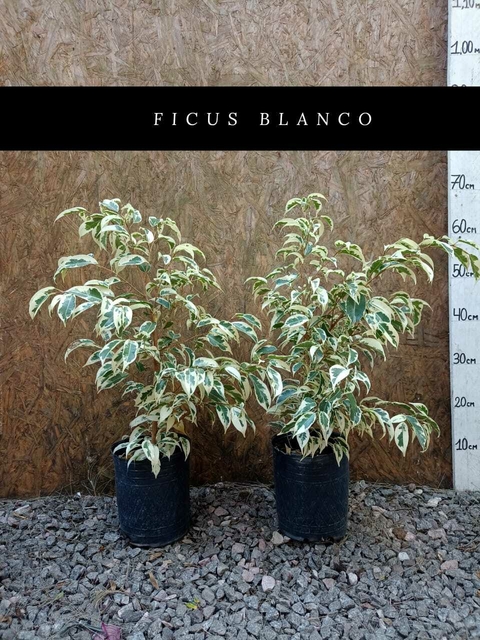 FICUS BLANCO