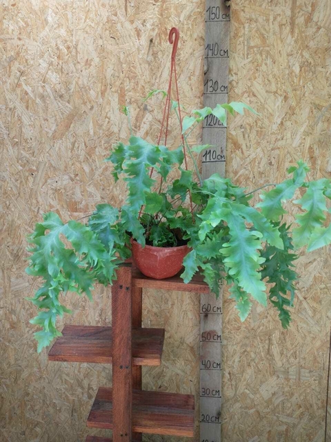 POLYPODIUM