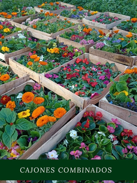 Cajón x24 Plantines de flores a elección - comprar online