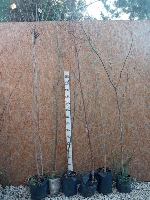 Prunus pisardi