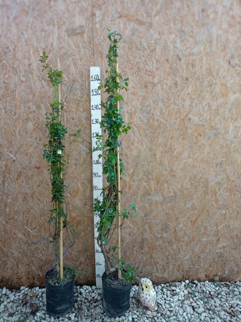 Rosa trepadora